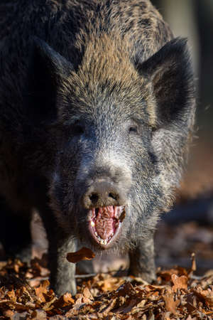 Portrait male Wild boar in autumn forest. Wildlife scene from natureの写真素材