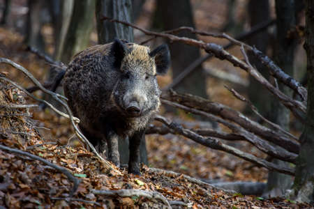 Male Wild boar in autumn forest. Wildlife scene from natureの写真素材
