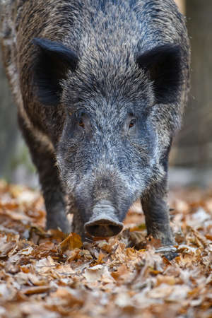Portrait male Wild boar in autumn forest. Wildlife scene from natureの写真素材