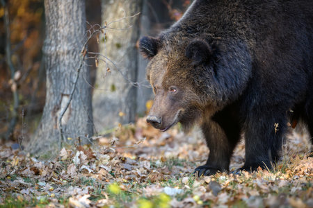 Bear in autumn forest. Ursus arctos, fall colors. Dangerous animal in natural habitat. Wildlife sceneの写真素材