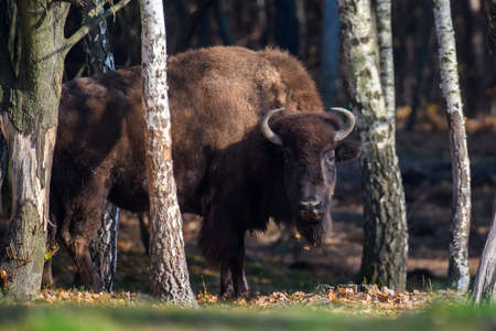 Wild adult Bison in the autumn forest. Wildlife scene from spring nature. Wild animal in the natural habitatの写真素材