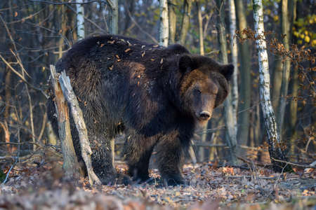 Bear in autumn forest. Ursus arctos, fall colors. Dangerous animal in natural habitat. Wildlife sceneの写真素材