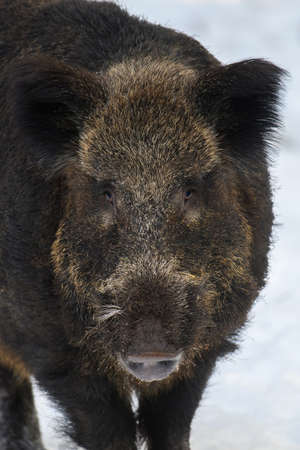 Wild pig portrait with snow. Young Wild boar, Sus scrofa, in wintery forest. wild life scene from natureの写真素材