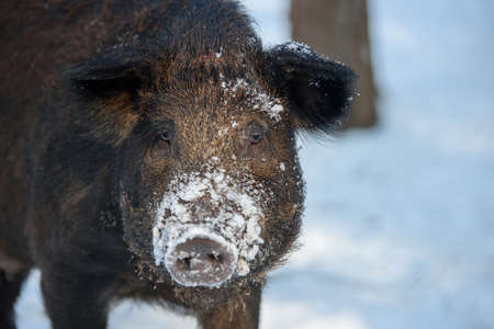 Wild pig portrait with snow. Young Wild boar, Sus scrofa, in wintery forest. wild life scene from natureの写真素材