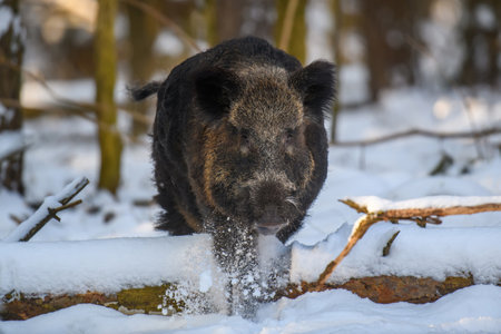 wild pig with snow. Young Wild boar, Sus scrofa, in wintery forest. wild life scene from natureの写真素材