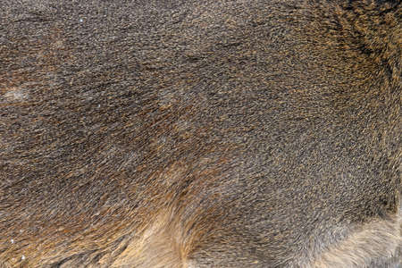 Real texture beautiful skin of deer. Nature animal body and fur patternsの写真素材