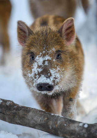 Portrait baby wild pig in the forest with snow. Wild boar, Sus scrofa, in wintery day. Wild life scene from nature. Animal in the nature habitatの写真素材