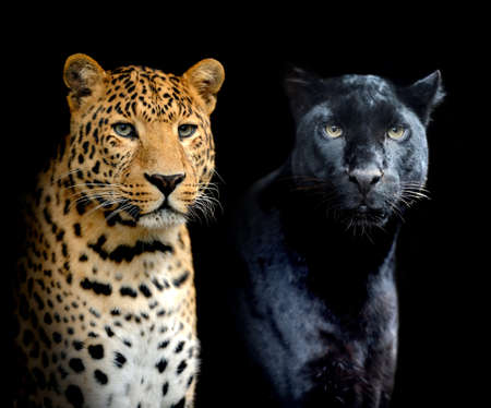 Close up portrait two leopards on black backgroundの写真素材