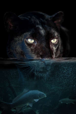Portrait leopard half in the water. Underwater world with fish and bubbles. Surreal concept art