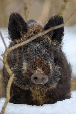 wild pig with snow. Young Wild boar, Sus scrofa, in wintery forest. wild life scene from natureの写真素材
