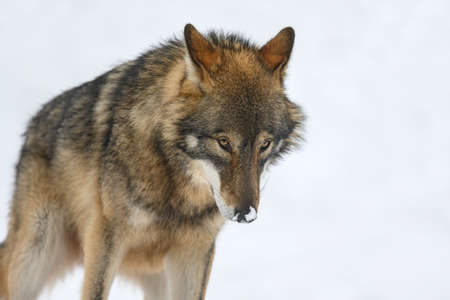 Gray wolf, Canis lupus in the winter forest. Wolf in the nature habitat