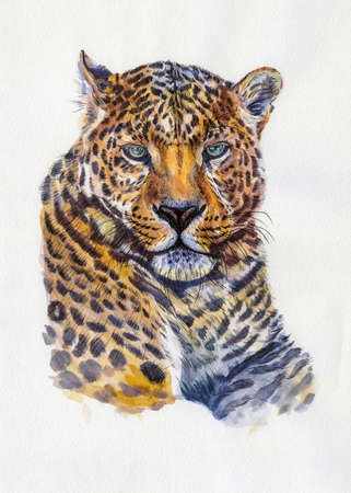Leopard portrait. Artwork watercolor illustration. hand drawn animal on whiteの写真素材