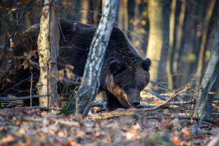 Wild Brown Bear (Ursus Arctos) in the forest. Animal in natural habitat. wild life scene
