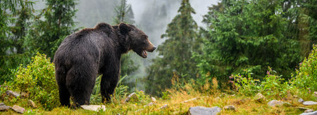 Wild Brown Bear (Ursus Arctos) in the summer forest. Animal in natural habitat. wild life sceneの写真素材