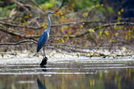 Gray heron on the tree. Wild wading bird with long legs and beak with blurred green water on the background on branchの写真素材