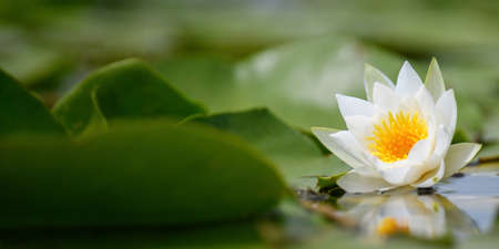 Lovely flowers White Nymphaea alba, commonly called water lily or water lily among green leavesの写真素材