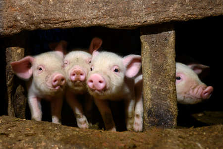 Livestock industry of funny dirt baby piglet in small pig farmの写真素材