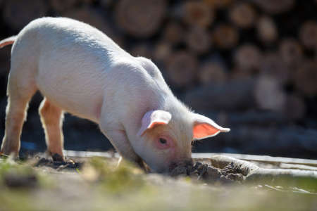 Close up newborn piglet on spring grass on a farmの写真素材