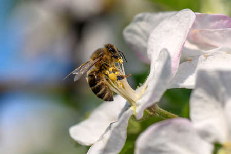 Close Honey bee collecting pollen from apple tree blossom. spring background