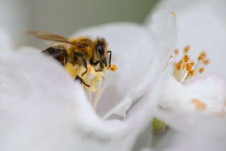 Close Honey bee collecting pollen from apple tree blossom. spring background