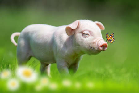 Newborn funny piglet on spring green grass on a farm with butterfly on noseの写真素材