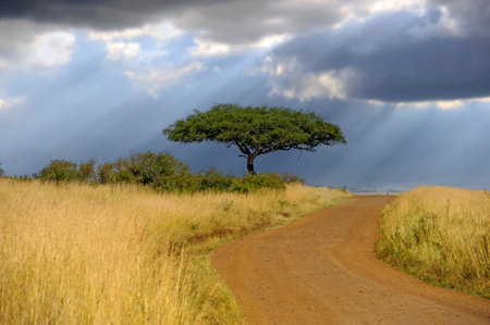 Beautiful landscape with acacia tree and road in the African savannah on a background of stormy sky. National park of Kenyaの写真素材