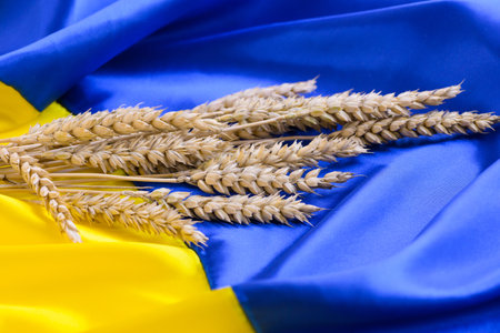 Wheat spikelets and ribbons in colors of Ukrainian flag on light background. Concept global food scarcity because of war in Ukraineの写真素材