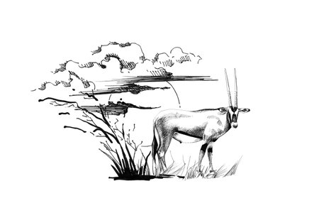Gemsbok antelope (Oryx gazella) on sunset with grass and clouds. Collection of hand drawn illustrations (originals, no tracing)の写真素材