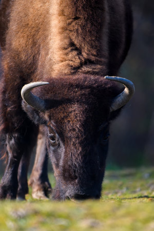 Wild adult Bison in the autumn forest. Wild life scene from nature. Wild animal in the natural habitatの写真素材