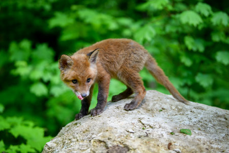 Red fox, vulpes vulpes, small young cub in forest on stone. Cute little wild predators in natural...