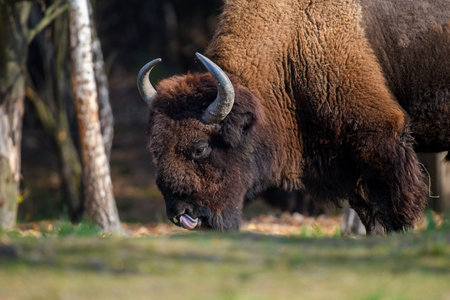 Wild adult Bison in the autumn forest. Wild life scene from nature. Wild animal in the natural...