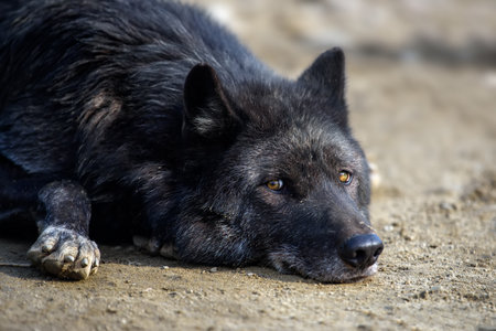 Black wolf sleeping in forest. Wild life scene from nature. Wild animal in the natural habitatの写真素材