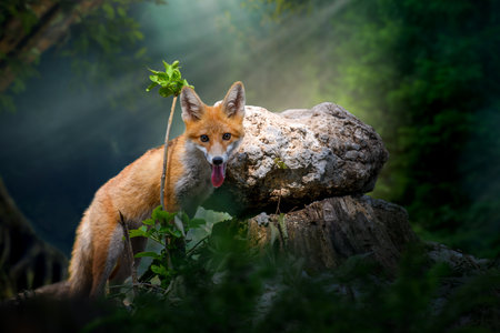 Young red fox (Vulpes vulpes) with branch near stone in mystical forest in the natural environmentの写真素材