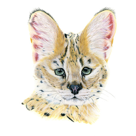 Serval drawn in watercolor. illustration of portrait on a white backgroundの写真素材