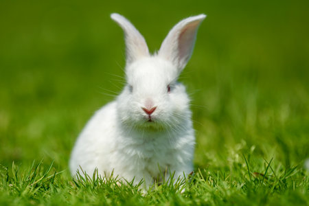 Funny little white rabbit on spring green grass. farm conceptの写真素材