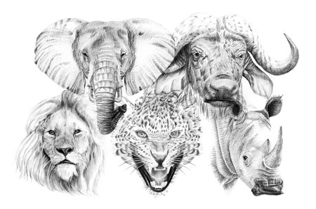 Big african five animal. hand drawn illustration. Collection of hand drawn illustrations (originals, no tracing)の写真素材