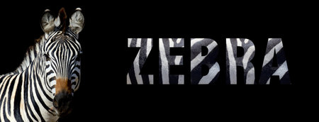 Portrait of zebra with a name on a black background. The text is from her furの写真素材