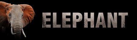 Portrait of an elephant with a name on a black background. The text is from her skinの写真素材