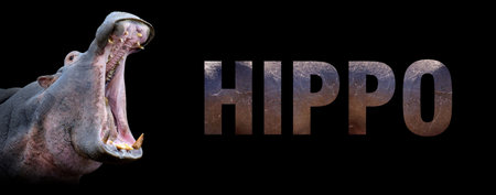 Portrait of hippopotamus with a name on a black background. The text is from her skinの写真素材
