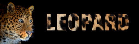 Portrait of a leopard with a name on a black background. The text is from her furの写真素材