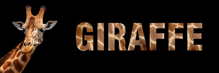 Portrait of a giraffe with a name on a black background. The text is from her furの写真素材
