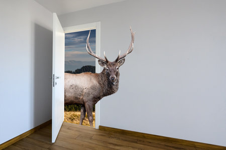 Deer entering a door. Animal watching from a wall. Kids decoration room. Child's imagination or a dreamの写真素材