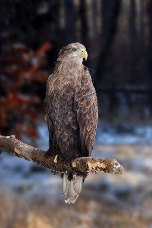 White-tailed eagle on branch on winter forest backgroundの写真素材