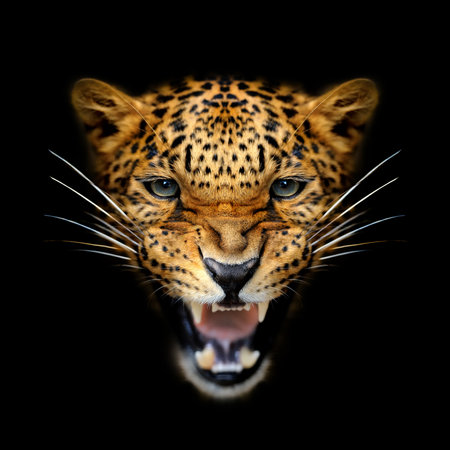 Close angry Leopard portrait on dark backgroundの写真素材