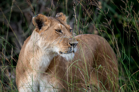 Beautiful Lion in the grass of National park of Kenya, Africaの写真素材