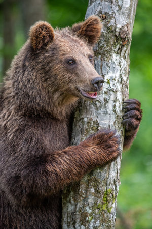 Wild Brown Bear (Ursus Arctos) in the summer forest. Animal in natural habitat. wild life sceneの写真素材