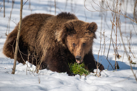 Wild adult Brown Bear (Ursus Arctos) in the spring forest. Dangerous animal in natural habitat. wild life sceneの写真素材