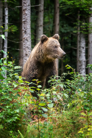 Wild Brown Bear (Ursus Arctos) in the summer forest. Animal in natural habitat. wild life sceneの写真素材