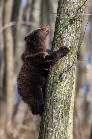 Close Bear cub clings to the side of the tree. wild life scene from natureの写真素材