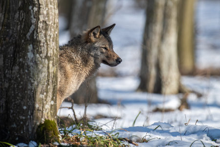 Wolf in the forest up close. Wildlife scene from winter nature. Wild animal in the natural habitatの写真素材